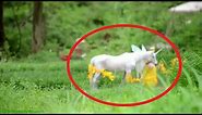 5 Unicorn Caught on Camera & Spotted in Real Life