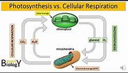 Photosynthesis vs Cellular Respiration