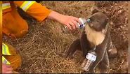 Cute baby Koala Crying