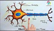 How to Draw Neuron - Nervous tissue step by step for examinatios.
