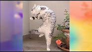 Funniest Cats Dancing to Music