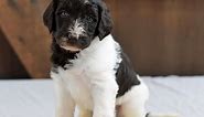 Labradoodle Puppies For Sale - Greenfield Puppies
