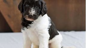Labradoodle Puppies For Sale - Greenfield Puppies