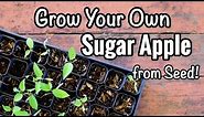 Grow Your Own Sugar Apple from Seed!