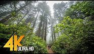 Redwoods: Among the Giants in 4K - Unique California’s Forest | Relaxing Video with Naure Sounds