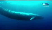 Amazing Blue Whale - the Biggest Whale in the World!