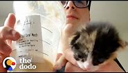 Couple Finds A Tiny Calico Kitten Outside of Starbucks | The Dodo