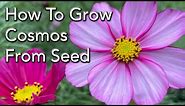 How to Grow Cosmos Flowers From Seed - How to Prune For More Flowers and General Care