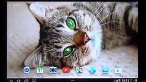 Free cat live wallpaper for Android phones and tablets