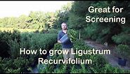 Ligustrum Recurvifolium is the make your neighbor go away plant