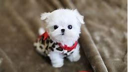 MUST WATCH!! LOOK HOW CUTE THIS MALTESE IS!!!! Teacup Puppy