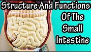 Structure Of The Small Intestine - Functions Of The Small Intestine - What Are Villi