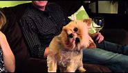 Cute Dog - Turns head for Thanksgiving