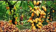 AMAZING COCOA FRUIT HARVESTING - COCOA BEAN PRODUCTION | HOW TO MAKE CHOCOLATE
