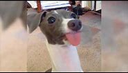 Funny Dog Sticks out Tongue