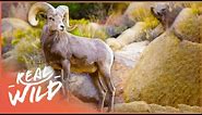 The Dangerous Lives Of The Bighorn Sheep Of The Rocky Mountains | Wild America | Real Wild