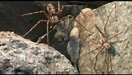 Huntsmen Spiders Mating