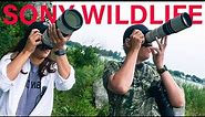 Sony Wildlife Cameras & Lenses Review: $900-$20,000