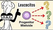 Células Mieloides | Granulocitos, Monocitos, Dendríticas...