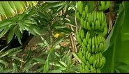 The end of bananas as we know them?