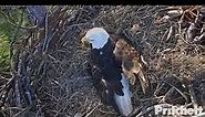 WATCH LIVE: 'Eagle cam' streaming SW Florida bald eagle births