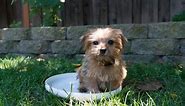 Cutest Norfolk Terrier puppy just chillin'