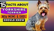 15 Important Facts About Yorkshire Terrier Dog All New & Prospective Owners Should Know