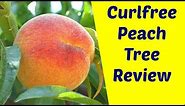 Oregon Curlfree Peach Trees: Resistant to Peach Leaf Curl, Productive and Delicious - Variety Review