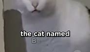 Newest Meme Cat: 'Huh? Cat' #cats