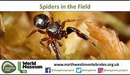UK Spider Identification in the Field