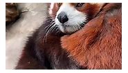 Baby red panda 😍😍😍💕😘 | Red Panda Zone