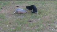 Cat and armadillo