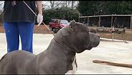 blue nose pitbull puppies for sale - blue nose pitbull puppies for sale CRUMP’S Bullies Bolt 2/2/19