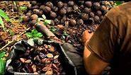 Millions of Brazil Nuts Harvesting in Amazon Forest - Amazon Nuts processing in Factory