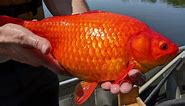 Giant goldfish wreak havoc on freshwater lakes, other species