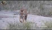 A Roaring Tiger - One of the most amazing sounds!