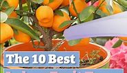 The Best 10 Best Indoor Fruit Trees