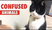 Confused Animals | Funny Pet Video Compilation