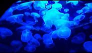 Luminous Blue Jellyfishes | HD Relaxing Screensaver