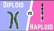 Diploid Cell vs Haploid Cell