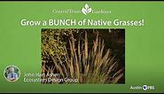 GROW A BUNCH OF NATIVE GRASSES & SEDGES!