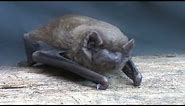 Noctule Bat - The British Mammal Guide