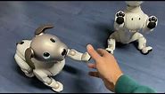 Two Entertainment Robot Dogs Sony Aibo ERS-1000 for sale