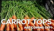 Carrot Tops are Coming Off - How to make use of Carrot Tops