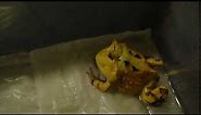 Suriname Horned Frog Eating a Cricket 1