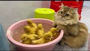 The cat carried the little duck into the swimming pool!funny cute🤣!Cats also want to learn to swim