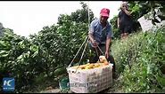 Drones revolutionize navel orange transportation for orchards on Chinese mountains