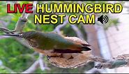 Live Allen's Hummingbird "Sapphire" Nest Cam from Hatch to Fledge | FLEDGE WATCH