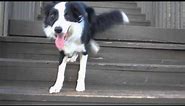 Incredible Dog Tricks with Chase the Border Collie