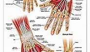 Hand and Wrist Anatomical Poster, size 24Wx36T